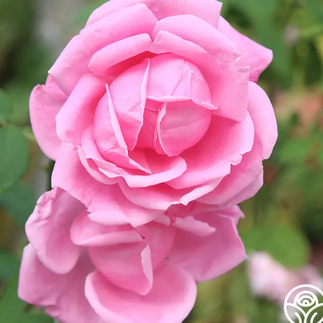 Mme Caroline Testout>Heirloom Roses Hot