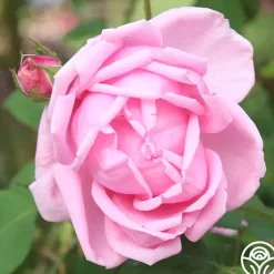 Mme Caroline Testout><noscript><img width=