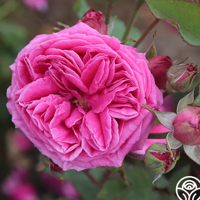 Mme Dubost>Heirloom Roses Outlet