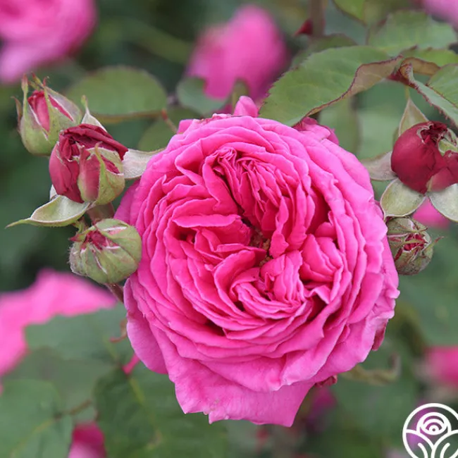 Mme Dubost>Heirloom Roses Outlet