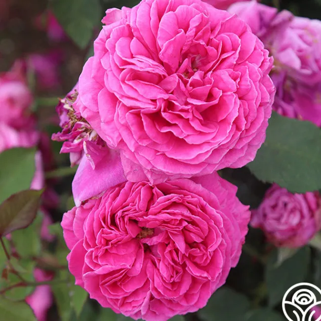 Mme Dubost>Heirloom Roses Outlet