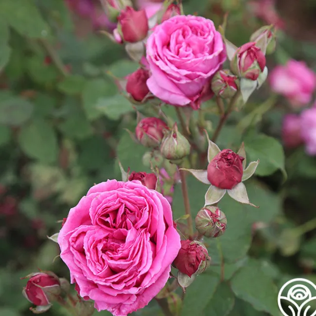 Mme Dubost>Heirloom Roses Outlet