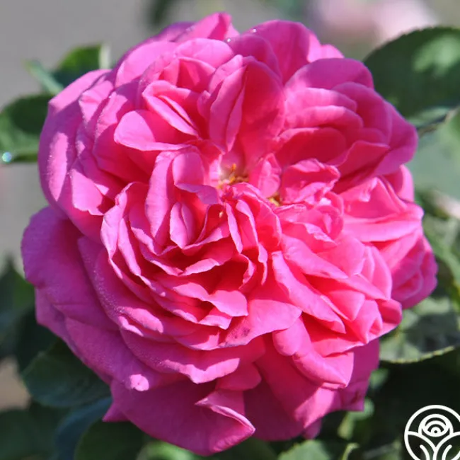 Mme Dubost>Heirloom Roses Outlet