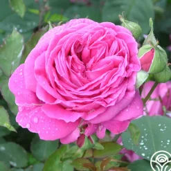 Mme Isaac Pereire><noscript><img width=
