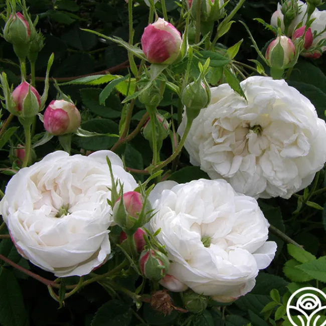 Mme Plantier>Heirloom Roses New