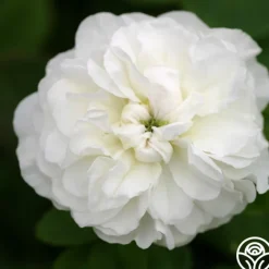 Mme Plantier><noscript><img width=