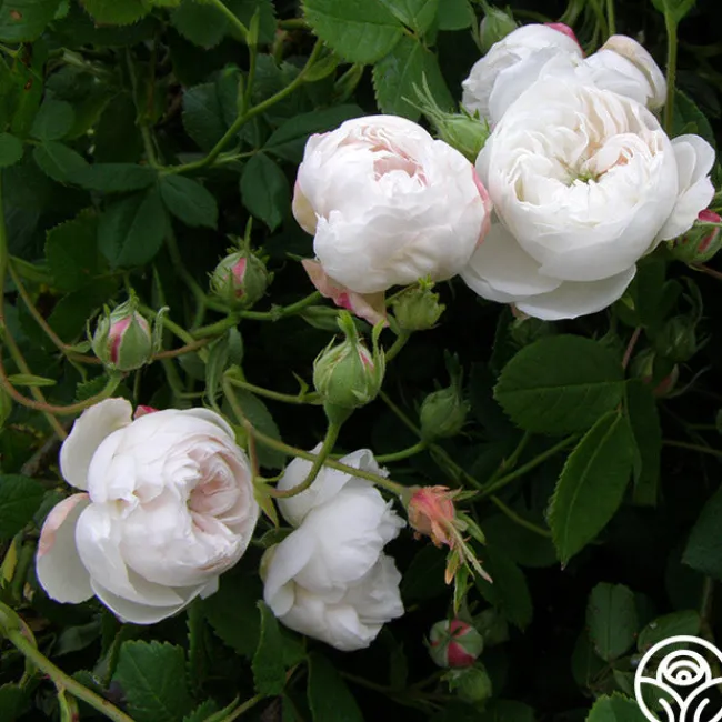 Mme Plantier>Heirloom Roses New