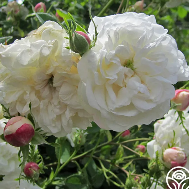 Mme Plantier>Heirloom Roses New
