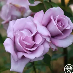 Mme Violet><noscript><img width=
