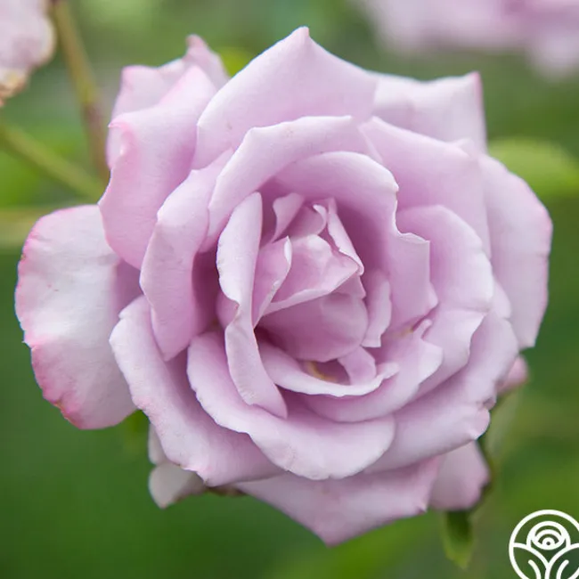 Mme Violet>Heirloom Roses Sale