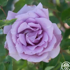 Mme Violet><noscript><img width=