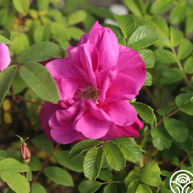 Moje Hammarberg>Heirloom Roses Best