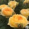 Molineux®>Heirloom Roses Clearance