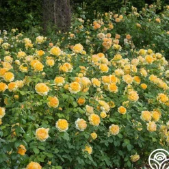 Molineux®><noscript><img width=