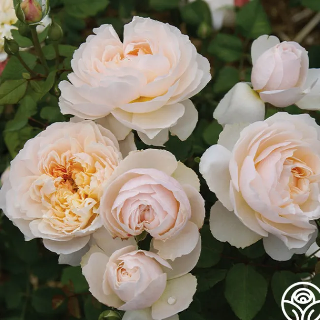 Moonlight in Paris™>Heirloom Roses Discount