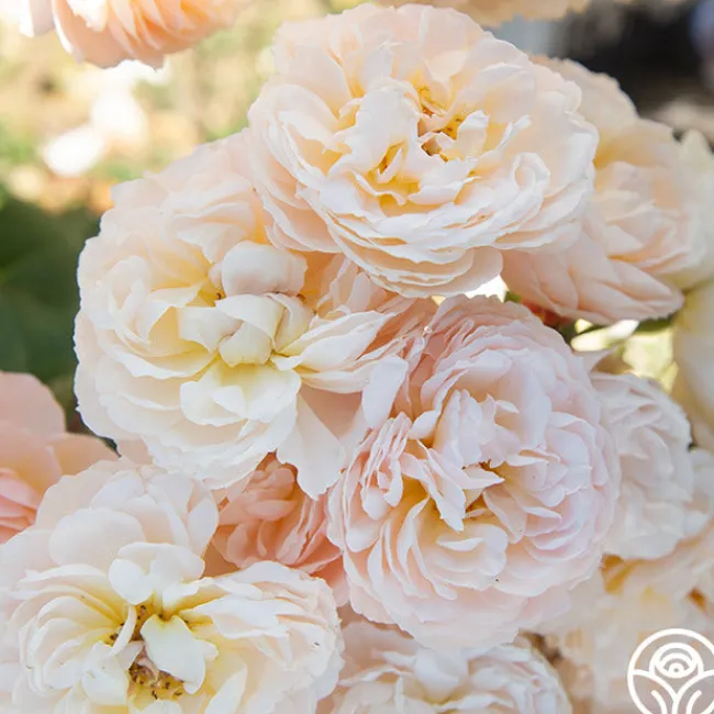 Moonlight in Paris™>Heirloom Roses Discount