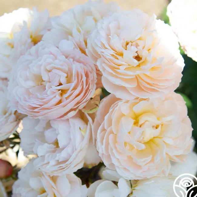 Moonlight in Paris™>Heirloom Roses Discount