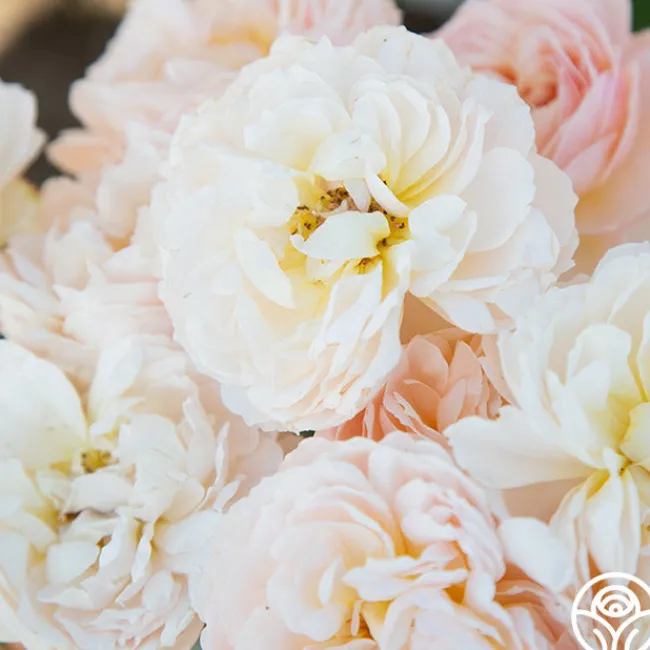 Moonlight in Paris™>Heirloom Roses Discount