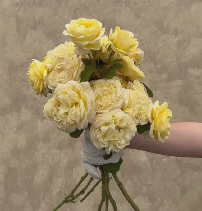 Moonlight Romantica®>Heirloom Roses Outlet