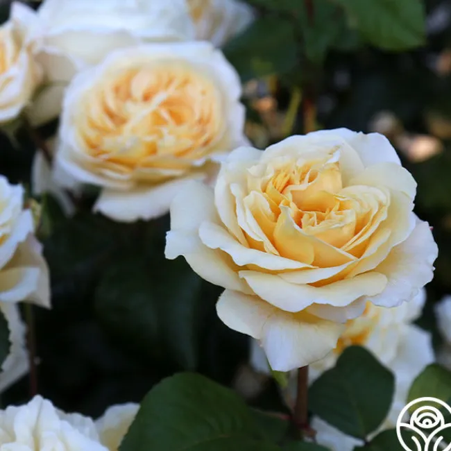 Moonlight Romantica®>Heirloom Roses Outlet