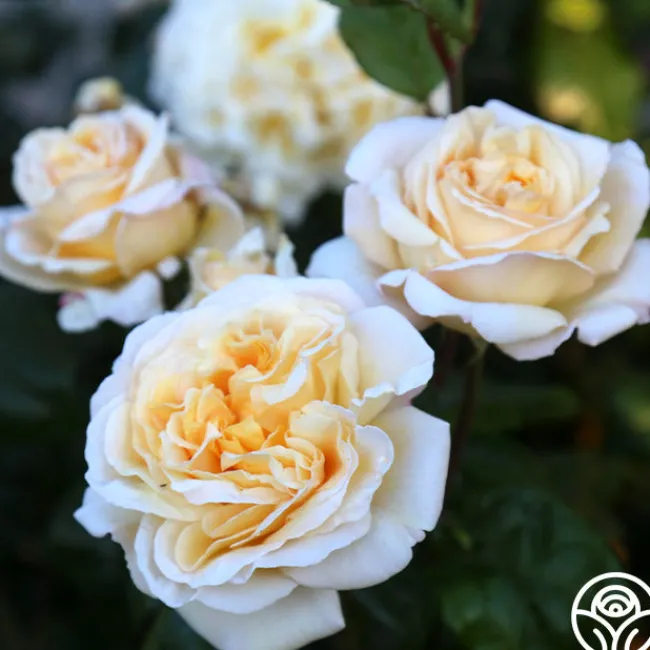 Moonlight Romantica®>Heirloom Roses Outlet