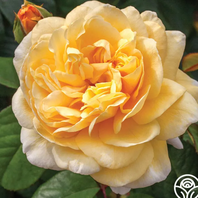 Moonlight Romantica®>Heirloom Roses Outlet