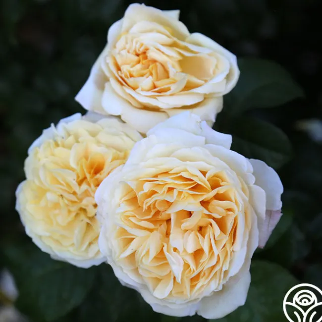 Moonlight Romantica®>Heirloom Roses Outlet