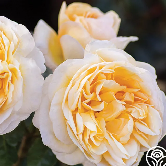 Moonlight Romantica®>Heirloom Roses Outlet