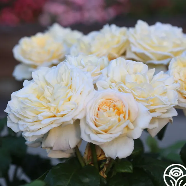 Moonlight Romantica®>Heirloom Roses Outlet