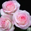 Moonstone™>Heirloom Roses New