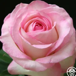 Moonstone™>Heirloom Roses New