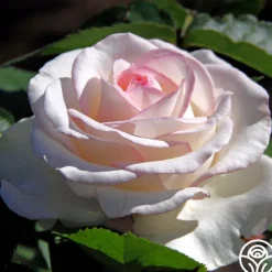 Moonstone™><noscript><img width=