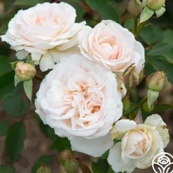 Morden Blush>Heirloom Roses Online