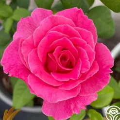 Morden Centennial>Heirloom Roses Online