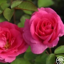 Morden Centennial>Heirloom Roses Online