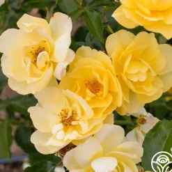 Morning Has Broken™>Heirloom Roses New