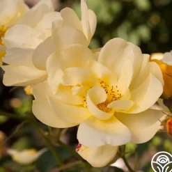 Morning Has Broken™>Heirloom Roses New