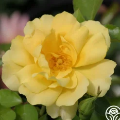 Morning Has Broken™><noscript><img width=