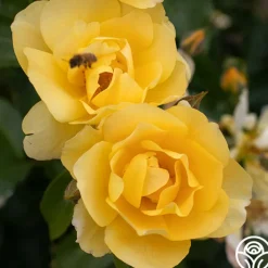 Morning Has Broken™><noscript><img width=