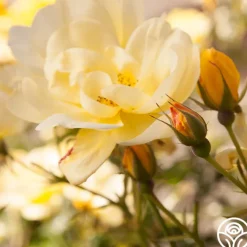 Morning Has Broken™><noscript><img width=