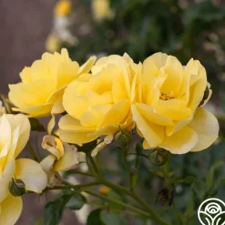 Morning Has Broken™><noscript><img width=