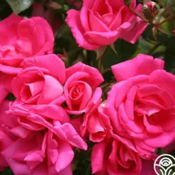 Morning Jewel®><noscript><img width=
