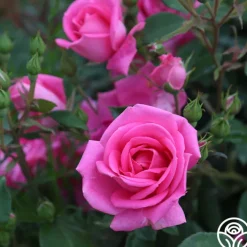 Morning Jewel®><noscript><img width=