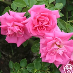 Morning Jewel®><noscript><img width=