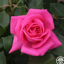 Morning Jewel®><noscript><img width=