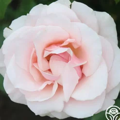 Mother of Pearl®><noscript><img width=