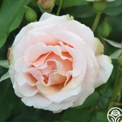 Mother of Pearl®><noscript><img width=