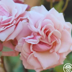 Mother of Pearl®><noscript><img width=