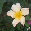 Mutabilis>Heirloom Roses Hot