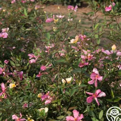 Mutabilis>Heirloom Roses Hot